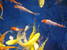 Kloubec Koi Store